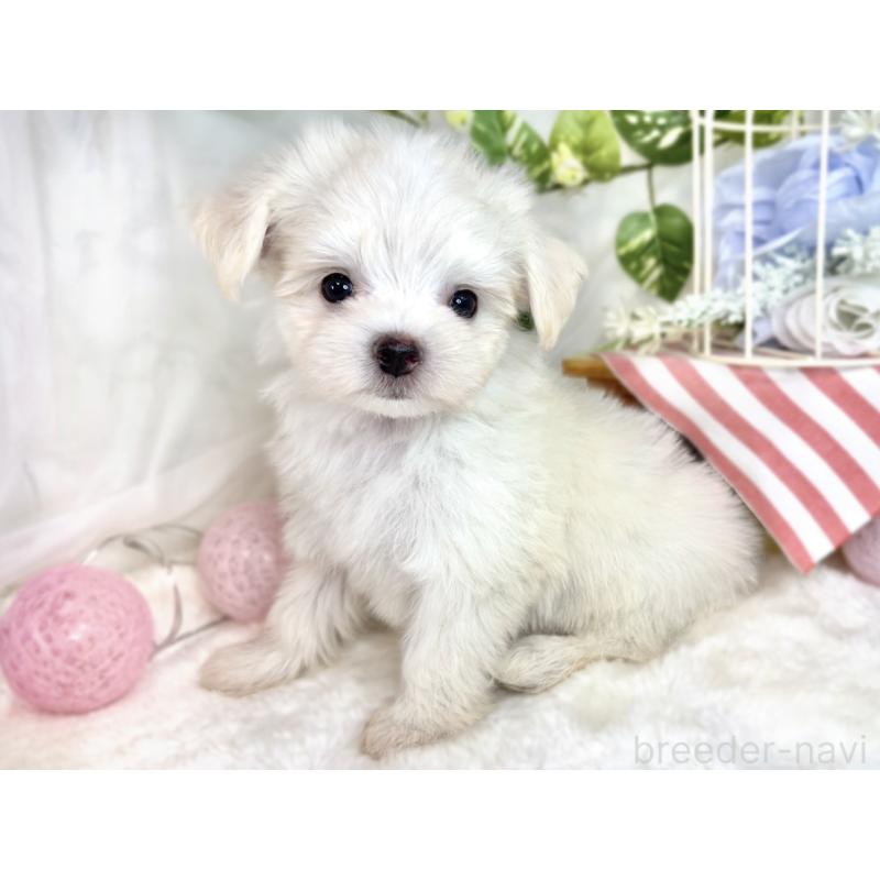 成約済の滋賀県のチワマル:チワワ×マルチーズ-410366の2枚目